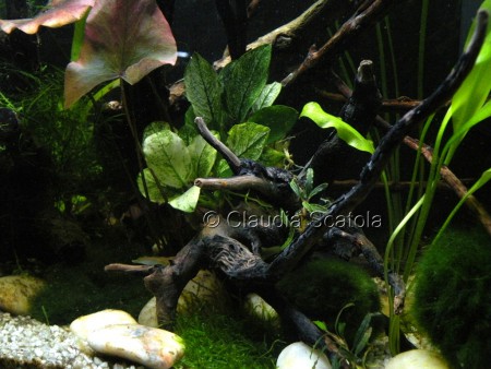 Protagonista di questo angolo Anubias nana  'Pinto'